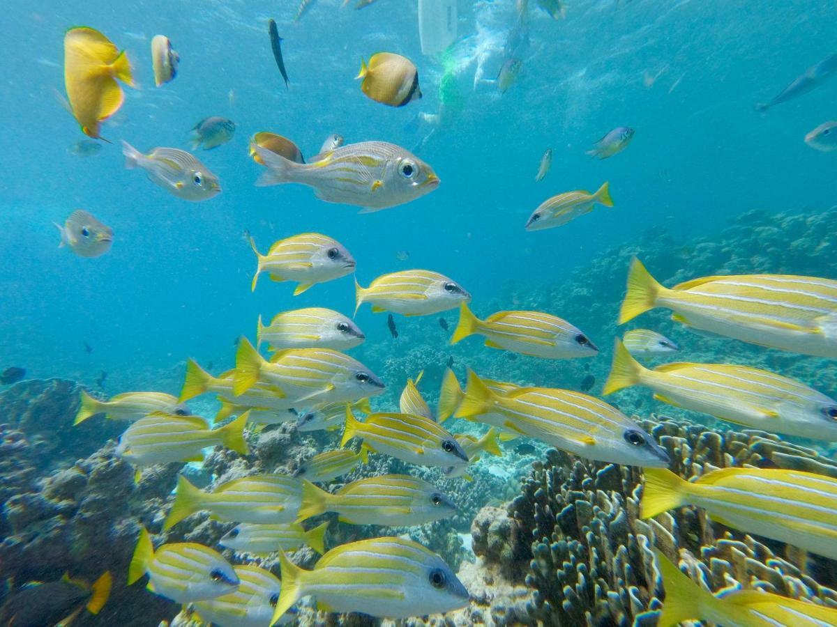 Palm Lodge Thulusdhoo Zewnętrze zdjęcie
